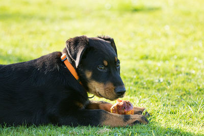 Black dog on field