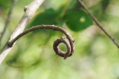 Close-up of dried ivy