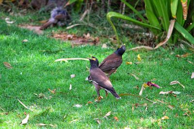 High angle view of bird on field