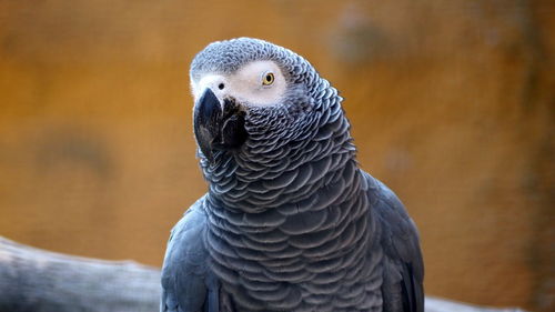 Close-up portrait of eagle