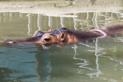 Hippopotamus swimming in lake
