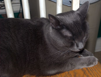 Close-up of cat relaxing at home