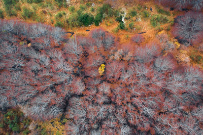 Full frame shot of autumn leaves on land