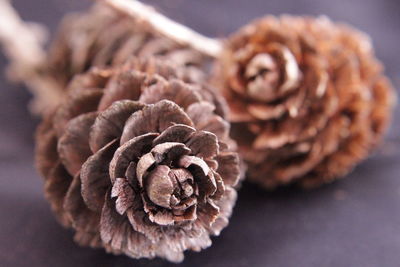Close-up of pine cones on ground