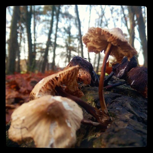 transfer print, close-up, auto post production filter, animal themes, nature, wildlife, one animal, animals in the wild, focus on foreground, selective focus, brown, no people, mushroom, growth, outdoors, day, beauty in nature, dry, fungus, sunlight