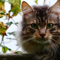 Close-up portrait of a cat