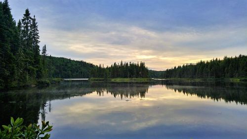 Scenic view of lake in forest against sky