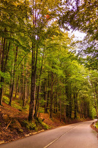 Road passing through forest