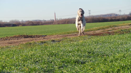 Dog on field against clear sky