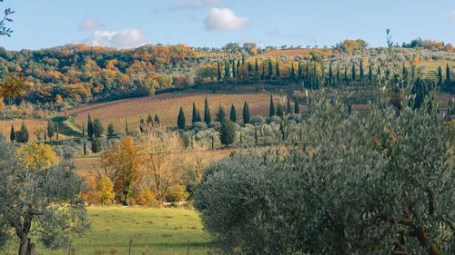 Plants growing on field against sky during autumn