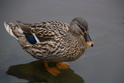 High angle view of female mallard duck lakeshore