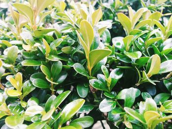 Close-up of fresh green plants