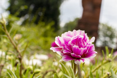 Close-up of pink flower on field