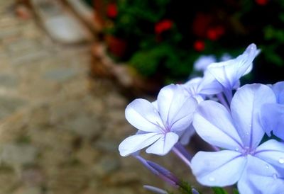 Close-up of purple flowers