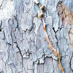 Full frame shot of tree trunk