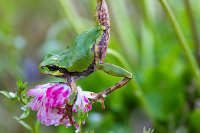 Close-up of frog on plant