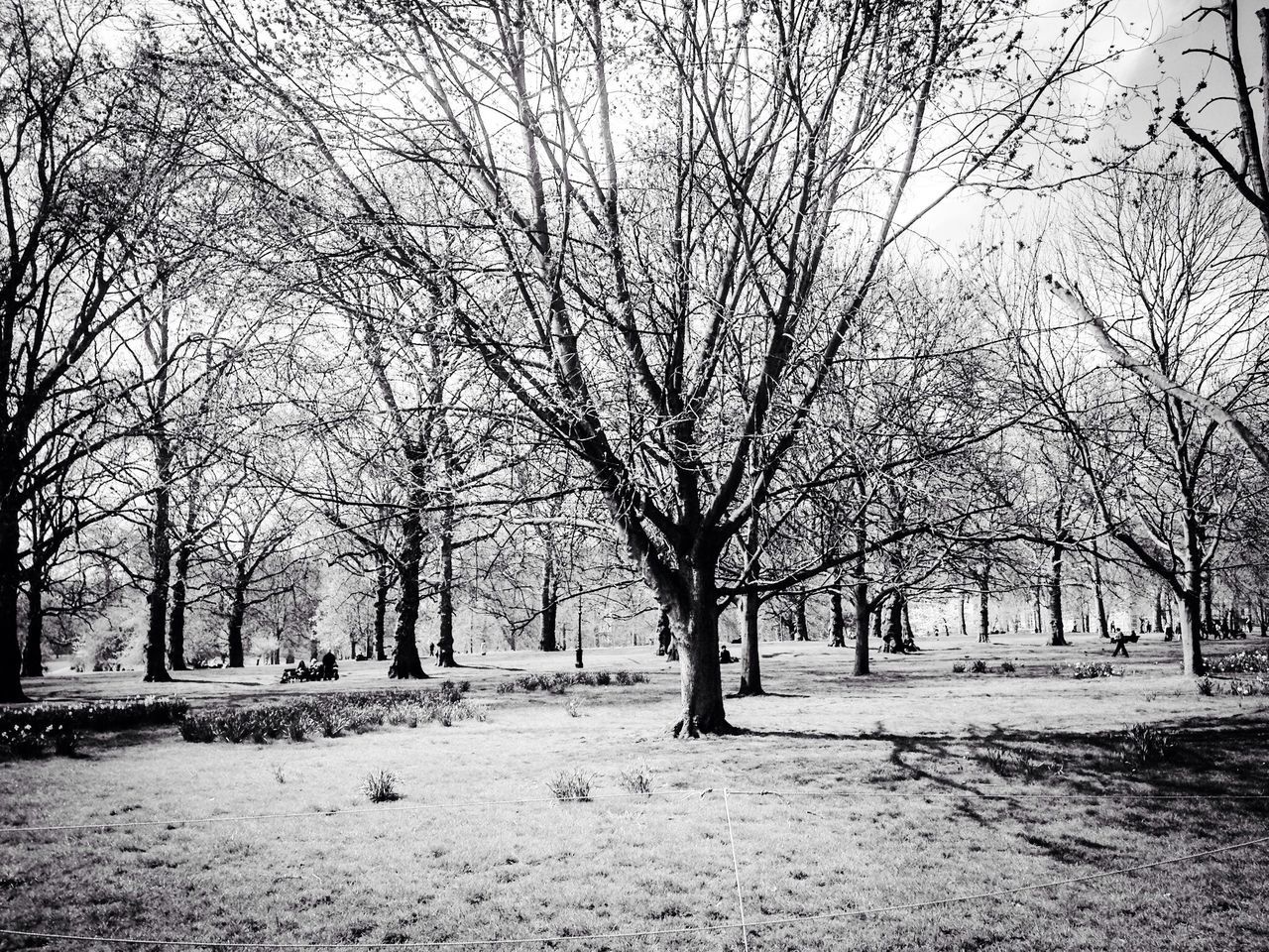 tree, bare tree, branch, tree trunk, tranquility, park - man made space, nature, tranquil scene, season, scenics, beauty in nature, landscape, winter, field, park, treelined, sky, outdoors, weather, day