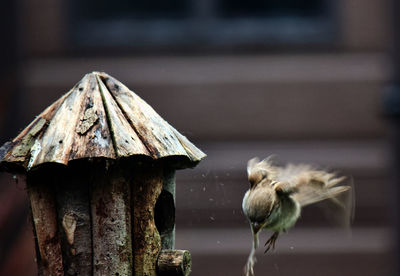 Close-up of birdhouse on wooden post