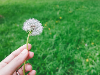 Close-up of dandelion flower in field