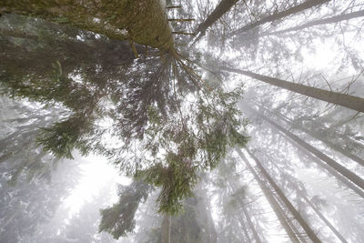 Low angle view of trees in forest