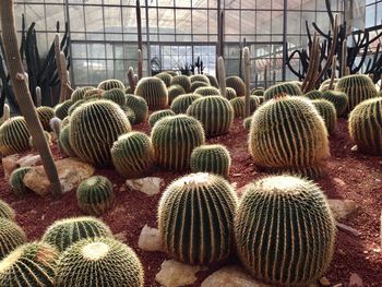 Close-up of succulent plants at greenhouse