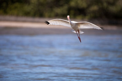 American white ibis eudocimus albus bird flies in and lands in a pond at tigertail beach on marco 