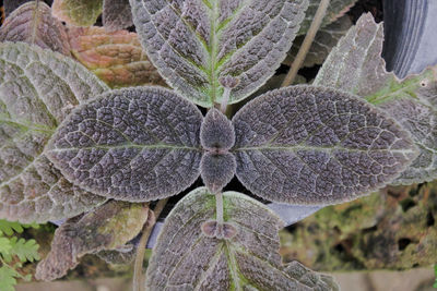 Close-up of purple flowering plant