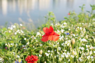 Close-up of red flower on field