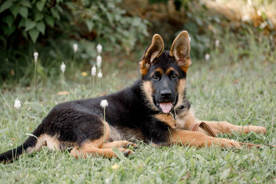 Beautiful german shepherd puppy lies in the shade on the grass . close-up.