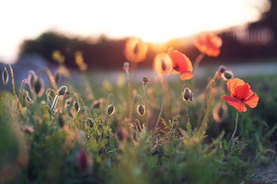 Close-up of flowering plants on field during sunset