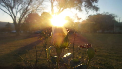 Close-up of flower on field against sky during sunset