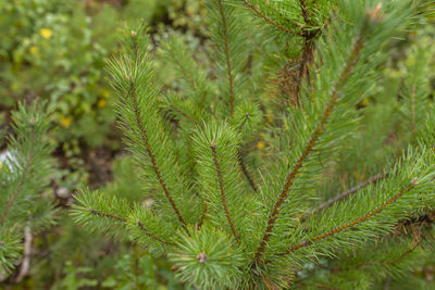 A pine tree forest school placed in the forest in the autumn season. closeup view of coniferous.