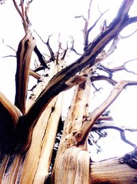 Close-up of tree trunk against clear sky