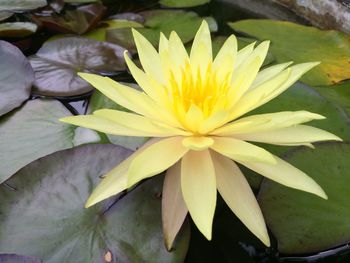 High angle view of yellow flowering plant