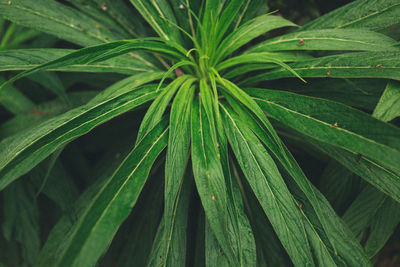 Close-up of fresh green plant