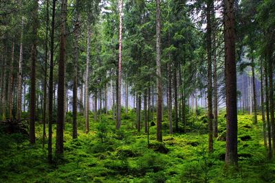 Pine trees in forest