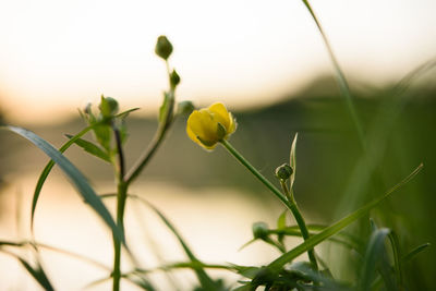 Close-up of yellow flowering plants on field