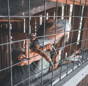 View of cat in cage