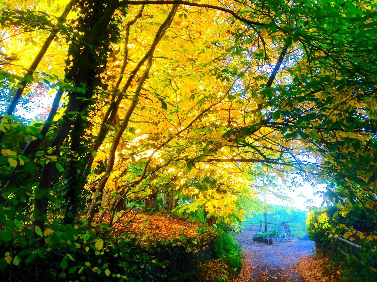 autumn, nature, tree, leaf, change, beauty in nature, tranquility, growth, scenics, tranquil scene, branch, yellow, outdoors, no people, day