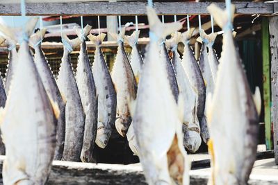 View of fish for sale in market