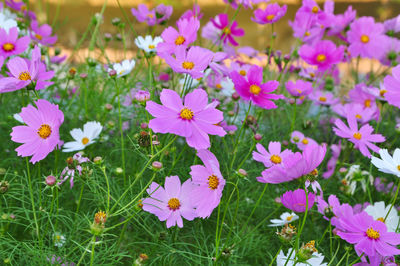 Close-up of flowers blooming on field