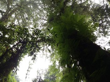 Low angle view of trees in forest against sky