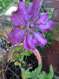 Close-up of purple flower