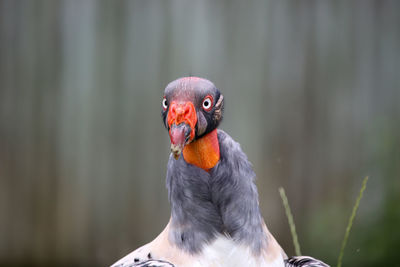 Close-up of king vulture