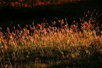 Plants growing in the dark