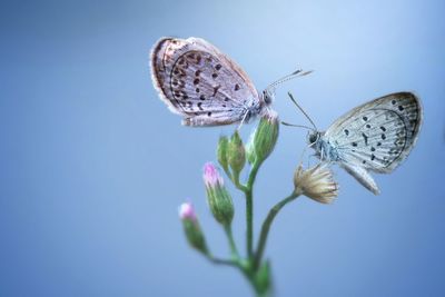 Close-up of butterfly on flower