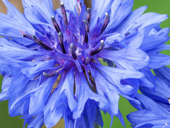 Close-up of purple flowering plant