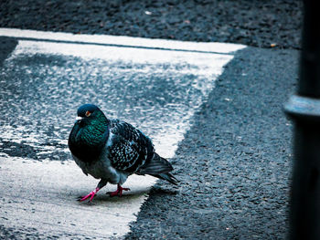 High angle view of pigeon on road