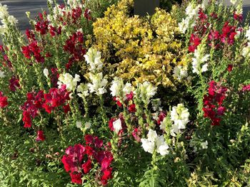 Close-up of multi colored flowers blooming outdoors