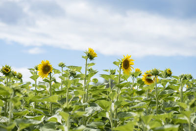 Scenic view of sunflower field against sky